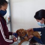 Estrategias bienestar animal