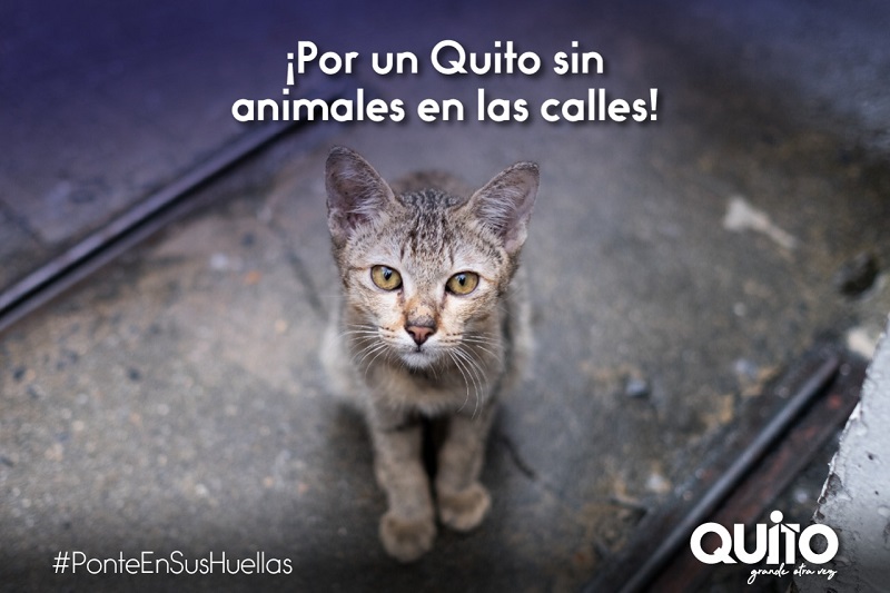 No más animales en la calle