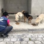 Alimentación animales vulnerables