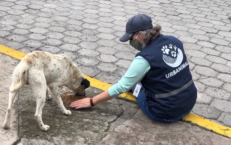 Alimentación animales vulnerables