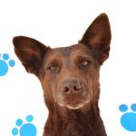 Adopciones animales de compañía