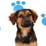 Adopciones animales de compañía