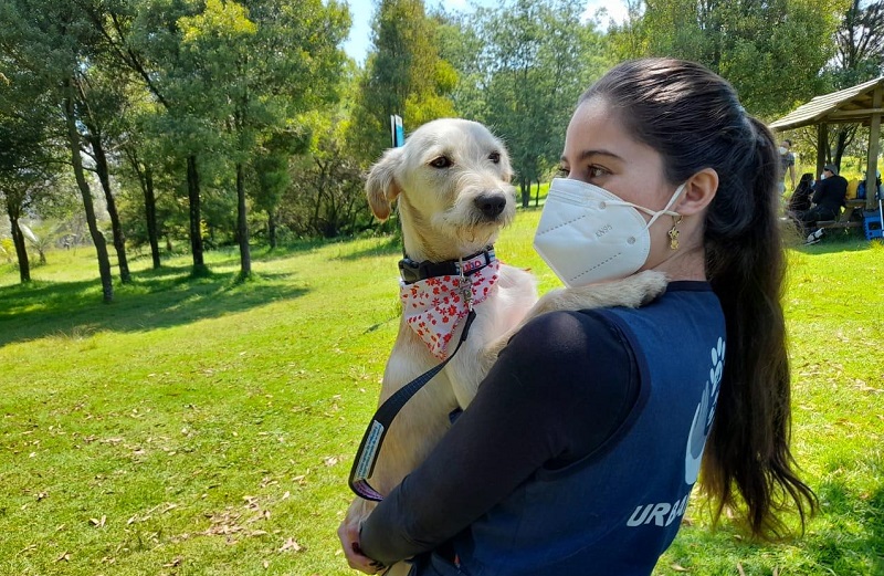 Adopciones animales de compañía