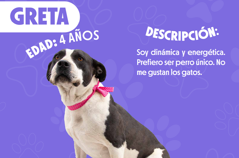 Adopciones Quito
