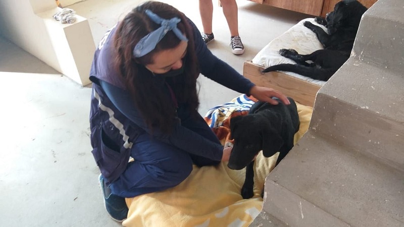 Animales de compañía durante un sismo