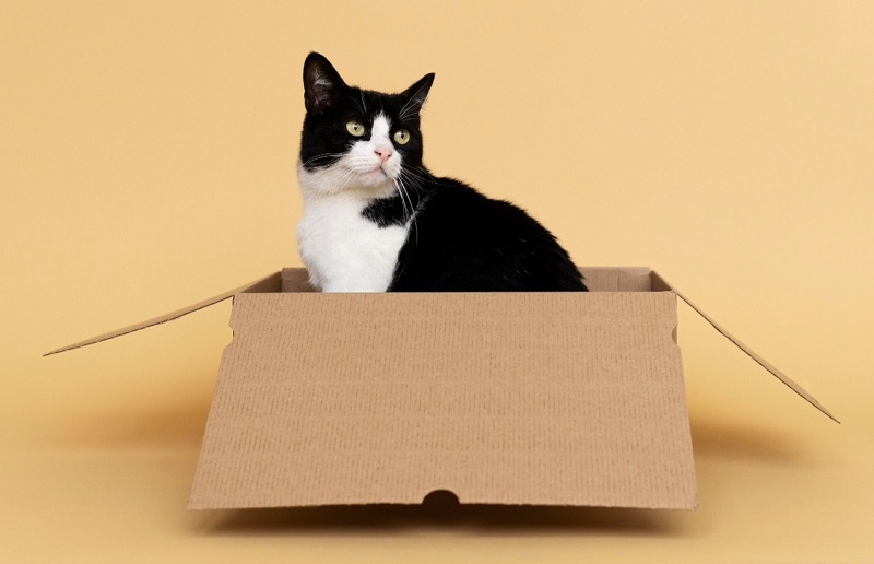 Cuidado de felinos