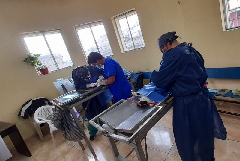 Campaña de esterilización