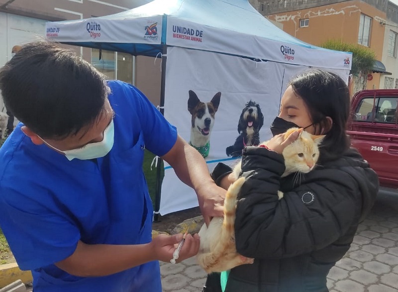 Campaña de esterilización