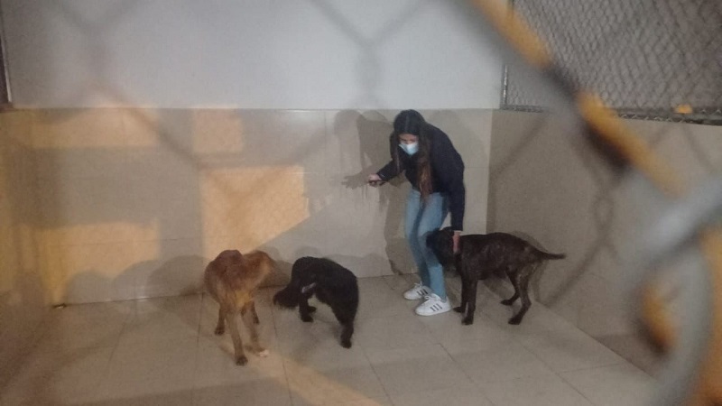 Tres canes rescatados en Carapungo
