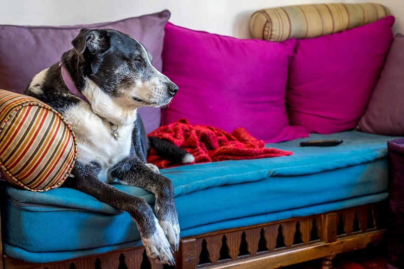 Recomendaciones para el cuidado de perros en edades avanzadas