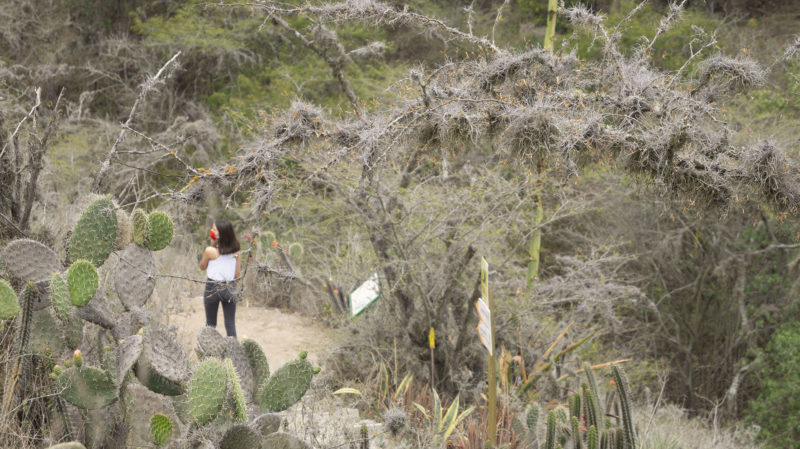 Bosque seco de Jalunguilla es declarado como Santuario de vida Silvestre