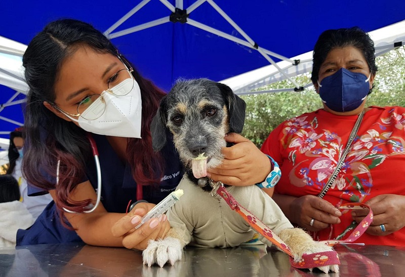 Esterilización y desparasitación DMQ