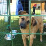Adopciones La Armenia