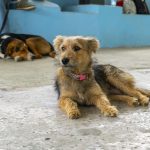 UBA atiende a perros callejeros