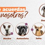 Adopción responsable UBA