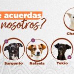 Adopción responsable UBA