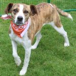 Brigada de adopciones 10 de junio
