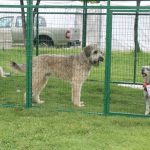 Brigada de adopciones 10 de junio