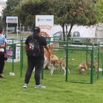 Brigada de adopciones 10 de junio