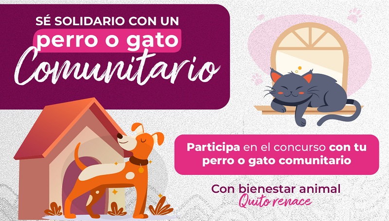 Sé solidario con un perro o gato comunitario
