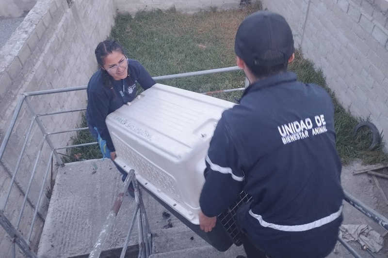 Temas de prevención animales de compañía