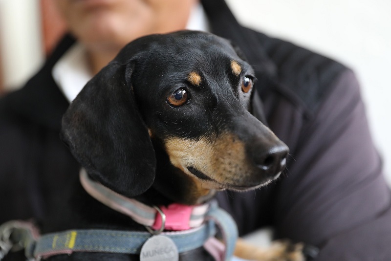 Beneficios se obtendrán del registro de perros y gatos desde 2024